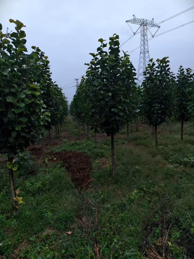 【玉兰树】红玉兰苗场现挖现发规格齐全品质好价格实惠