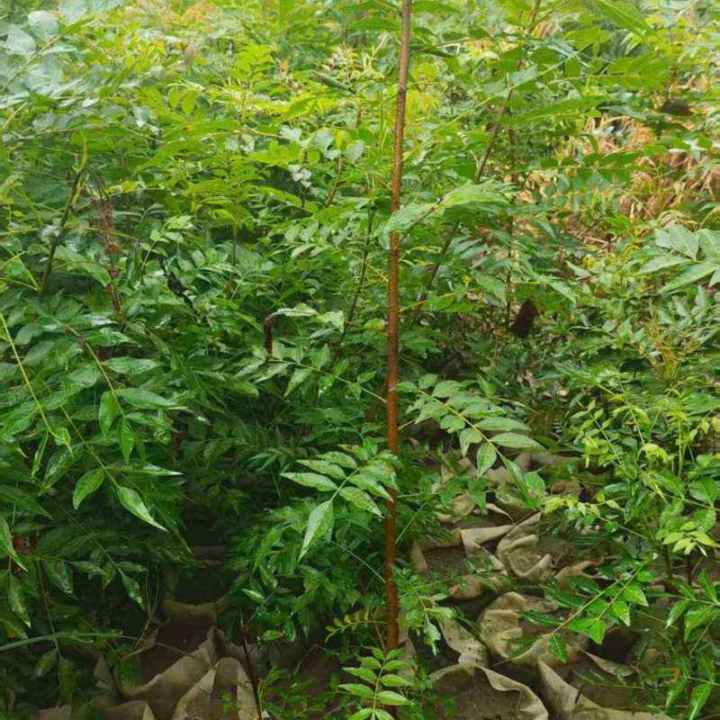 黄连木小苗