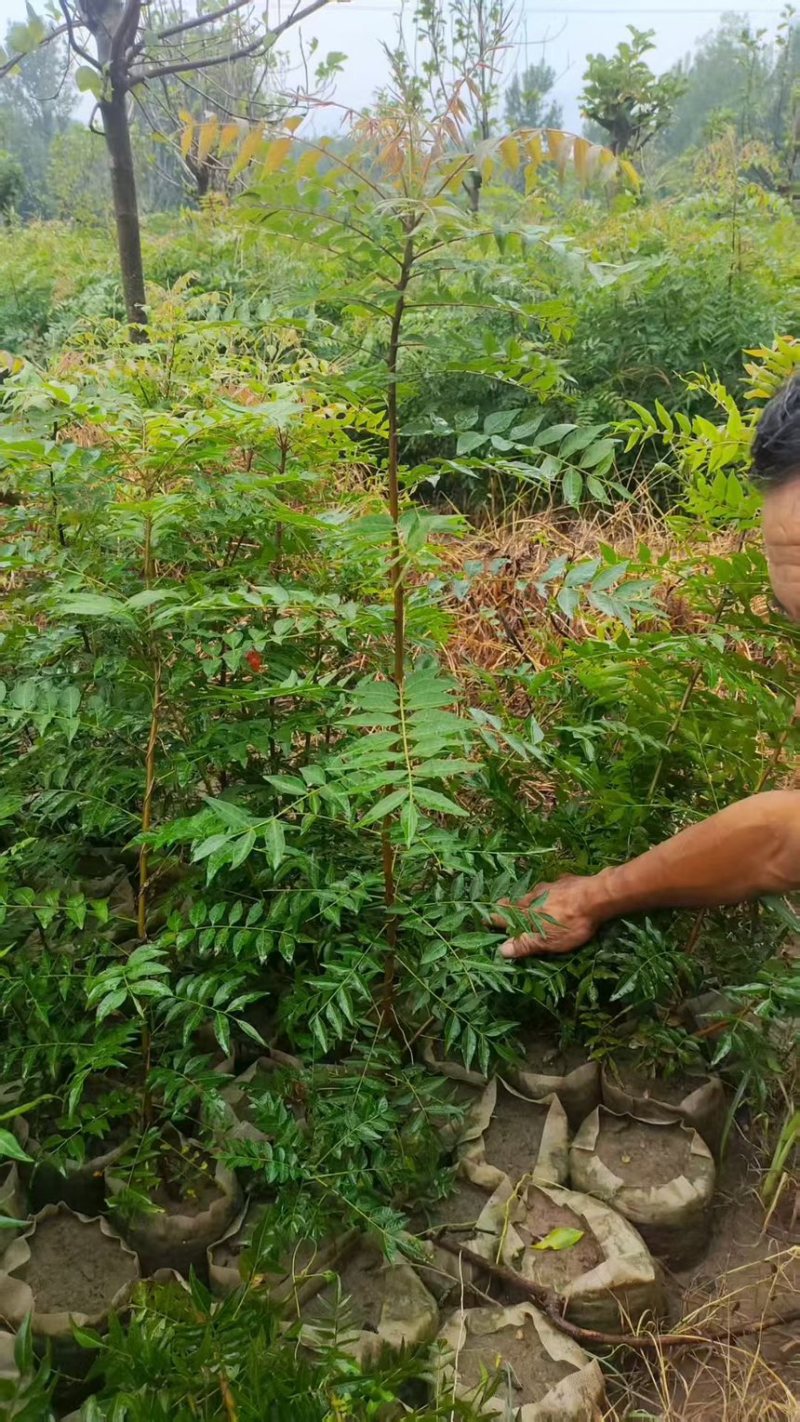 黄连木小苗