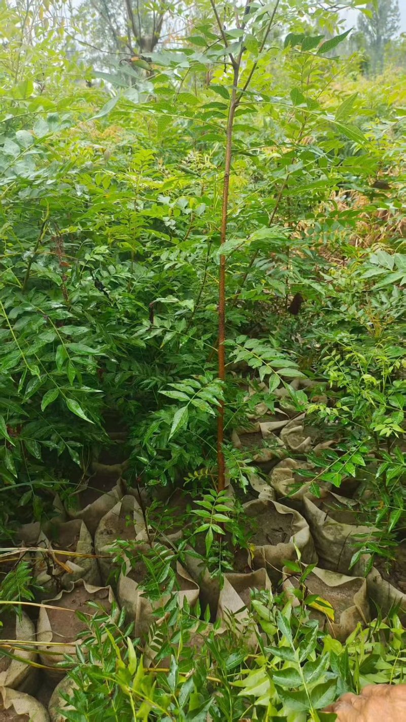 黄连木小苗