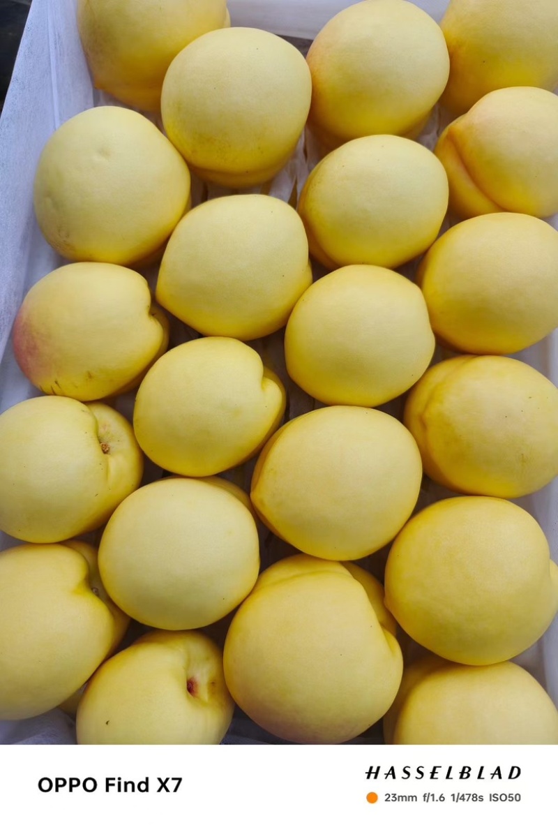 晚黄油桃（离核）