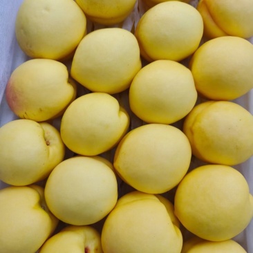 晚黄油桃（离核）