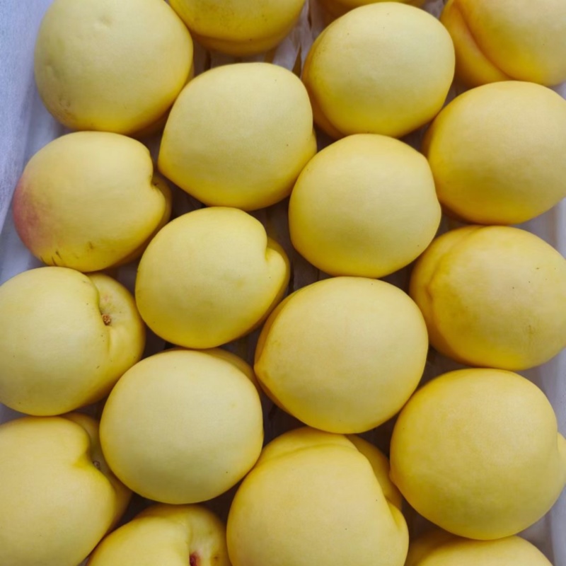 晚黄油桃（离核）
