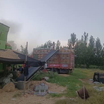 小麦秸秆白干净，除尘柔丝过筛，保质保量，小麦秸秆大量出售