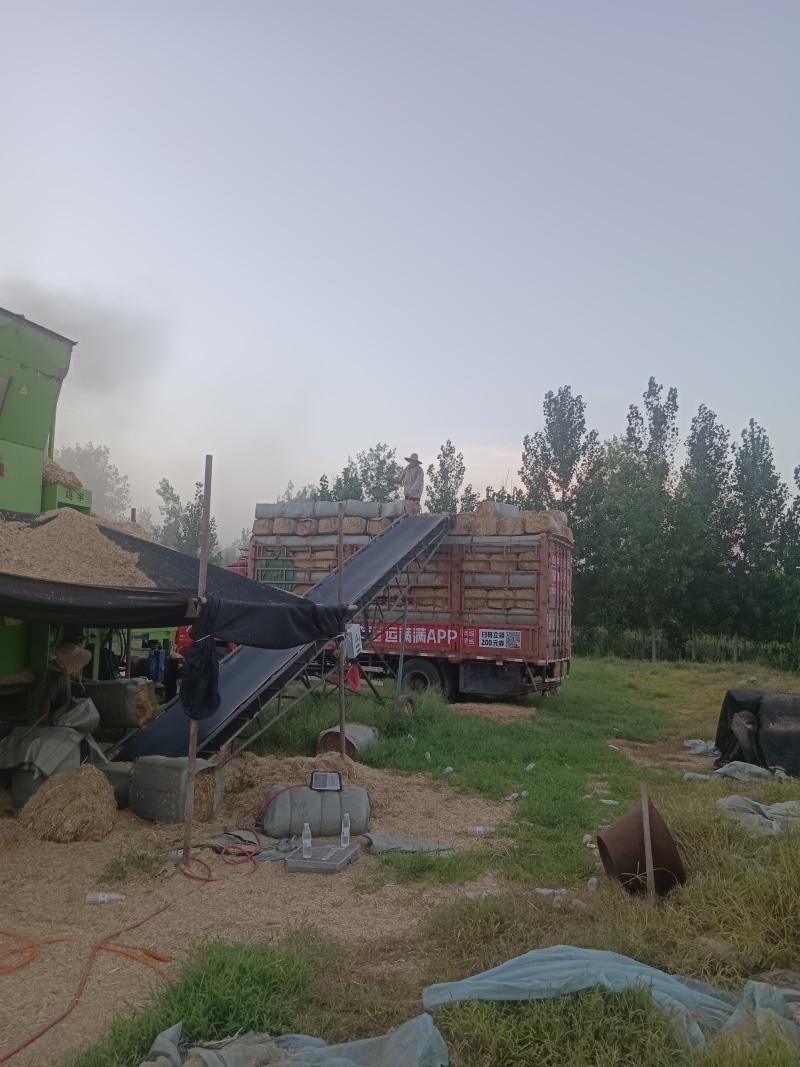 小麦秸秆白干净，除尘柔丝过筛，保质保量，小麦秸秆大量出售