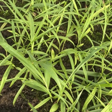 白芨种植基地白芨是一种草本植物，喜阴，产量高种植解单，