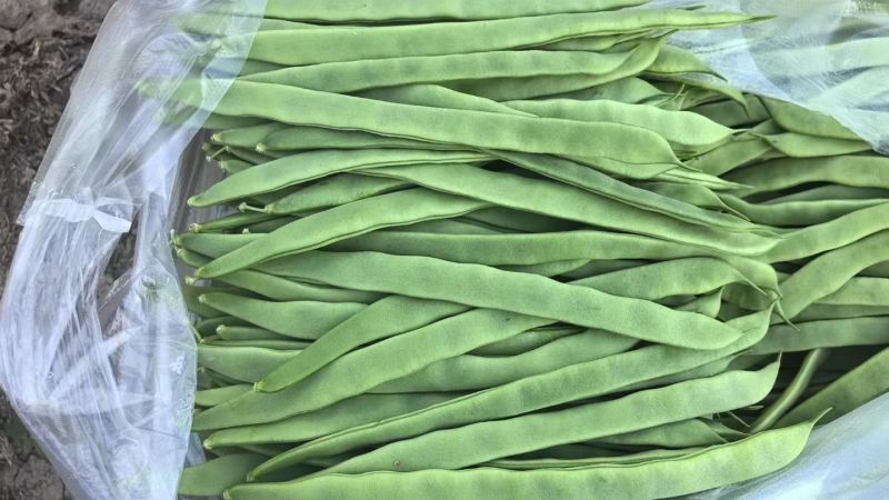 精品豆角