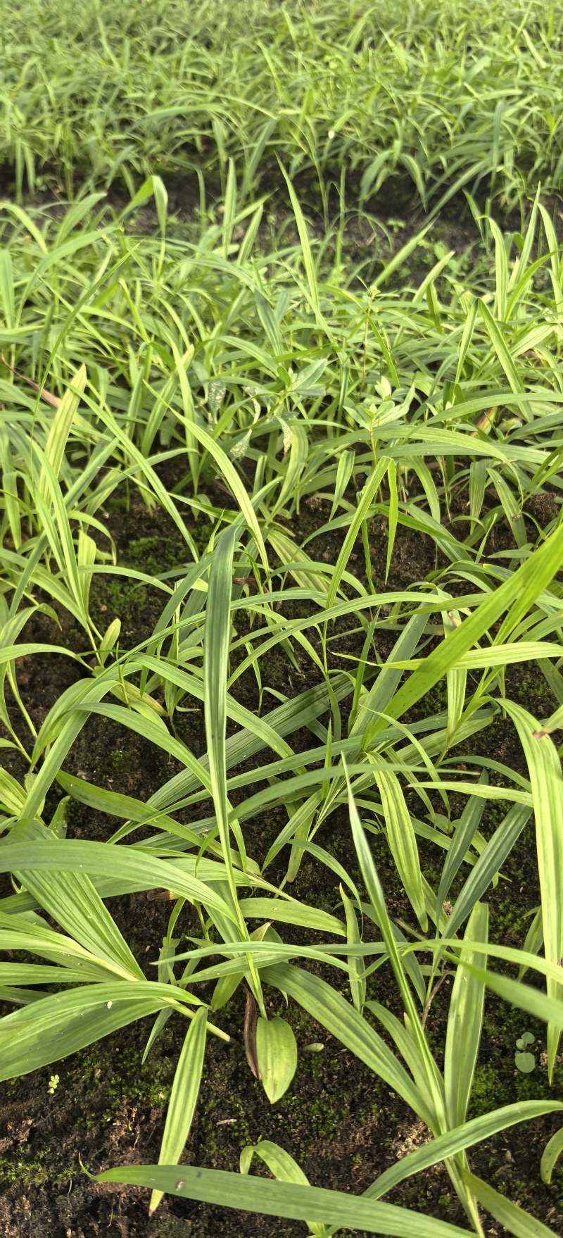 白芨种植基地白芨是一种草本植物，喜阴，产量高种植解单，