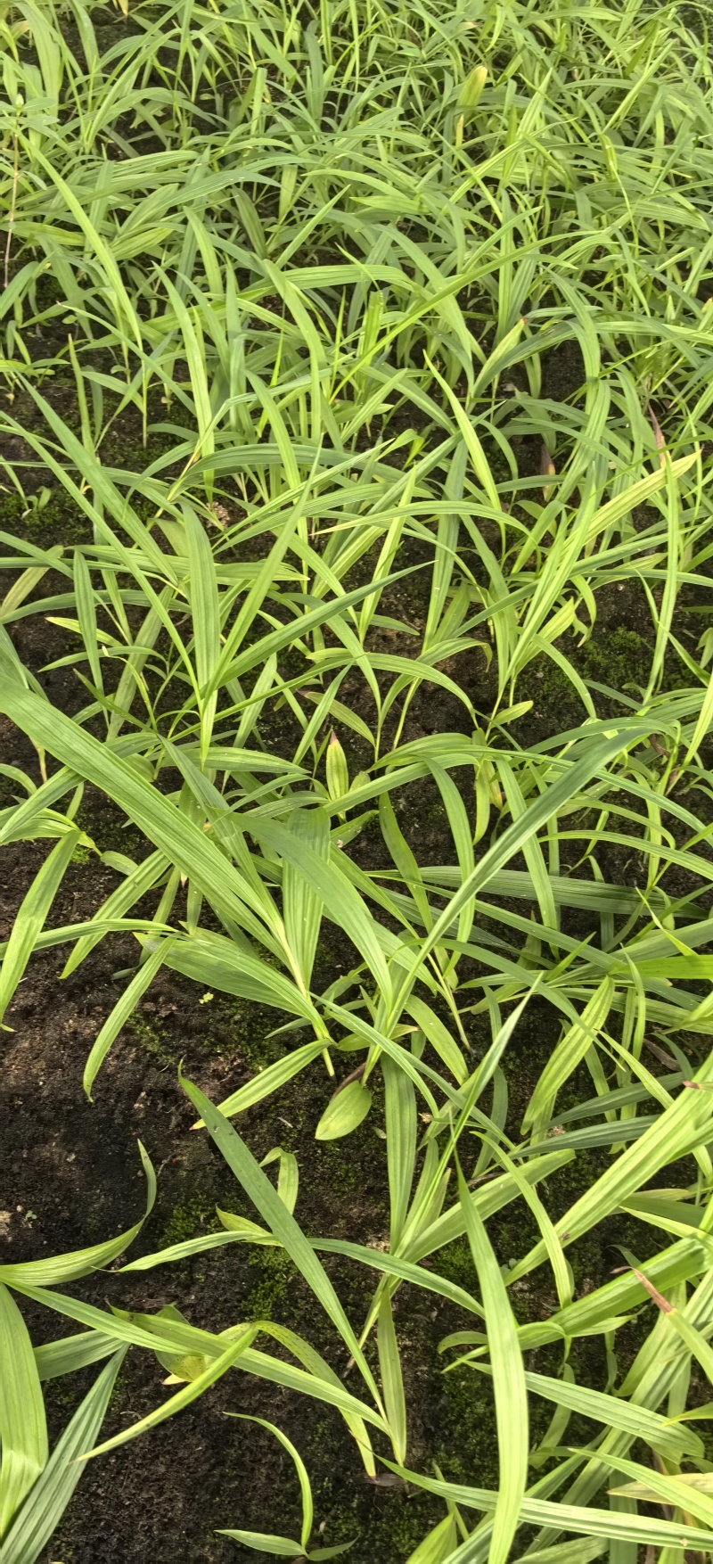 白芨种植基地白芨是一种草本植物，喜阴，产量高种植解单，