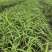 白芨种植基地白芨是一种草本植物，喜阴，产量高种植解单，