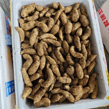鲜天麻