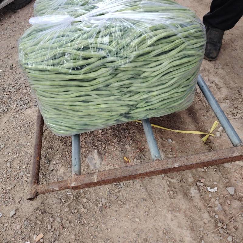 精品豆角