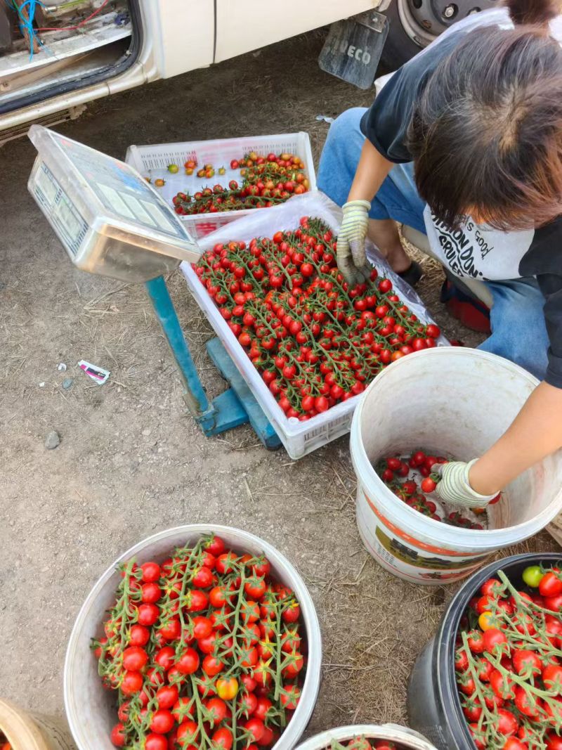 盘锦碱地柿子