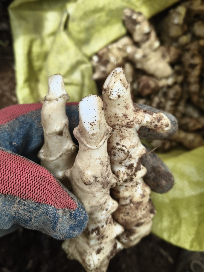 菊芋(洋姜)云南高海拔洋姜鬼子姜