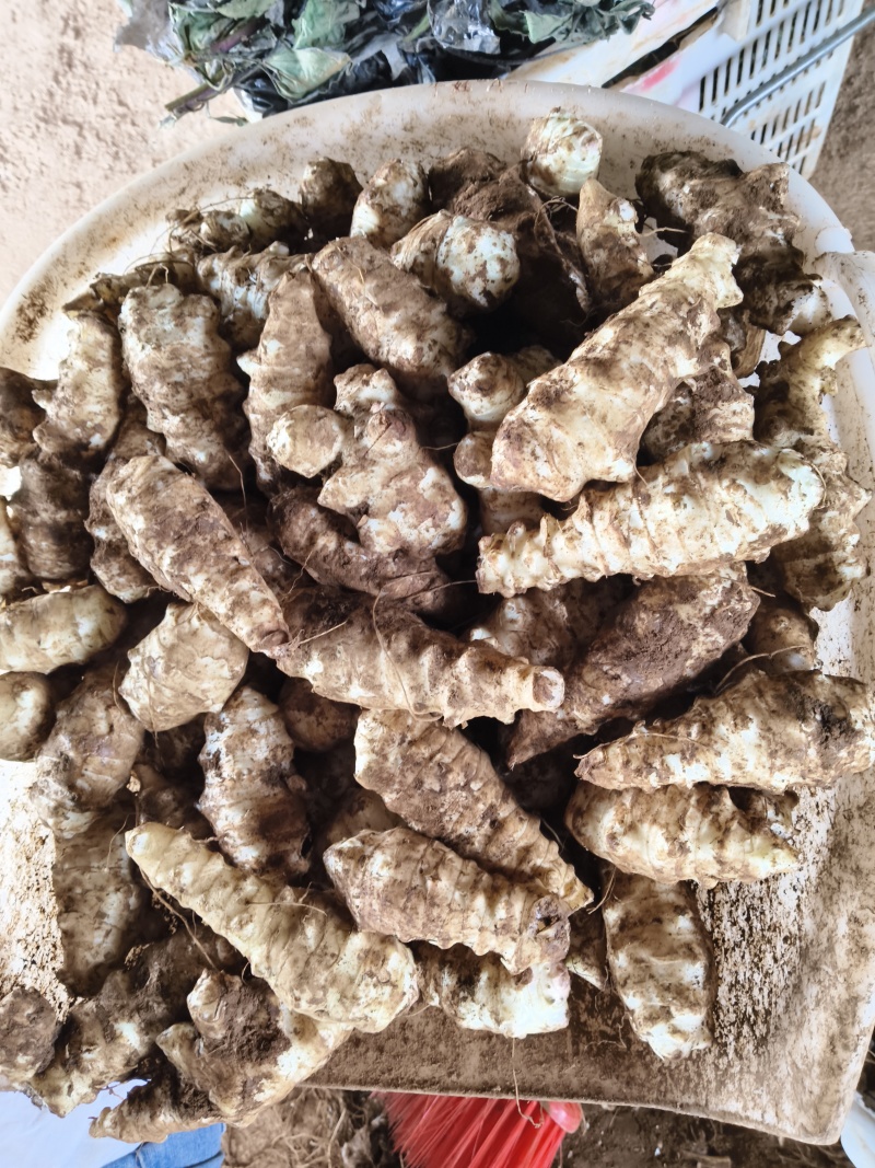 菊芋(洋姜)云南高海拔洋姜鬼子姜