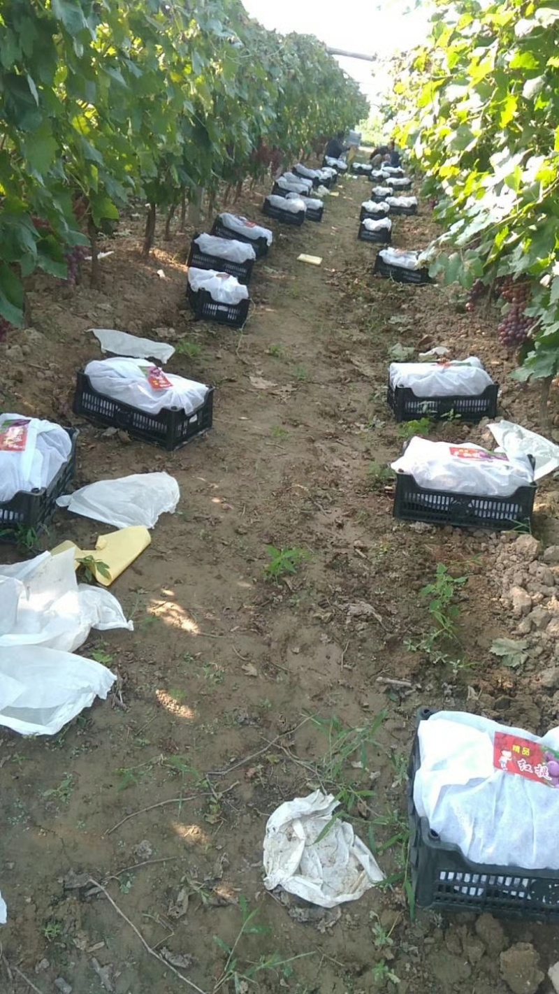 陕西红提大量上市。颗粒大，甜的高，易运输易储存！欢迎采购