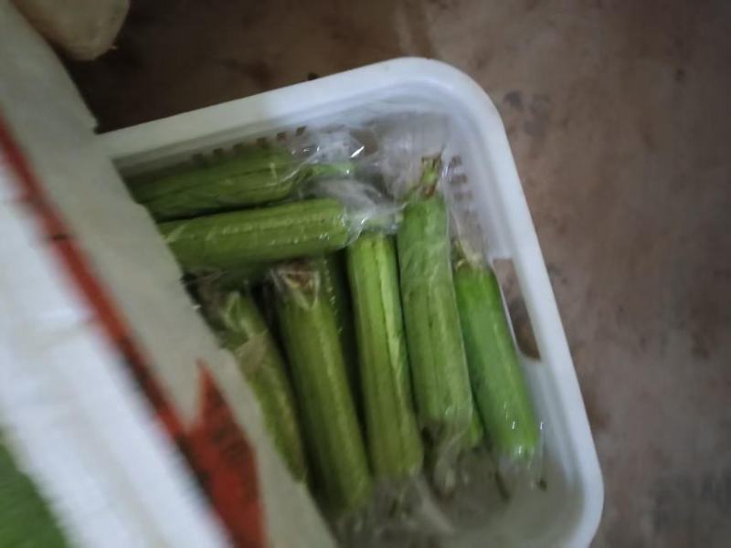 肉丝瓜，线丝瓜，个短，粗，嫩