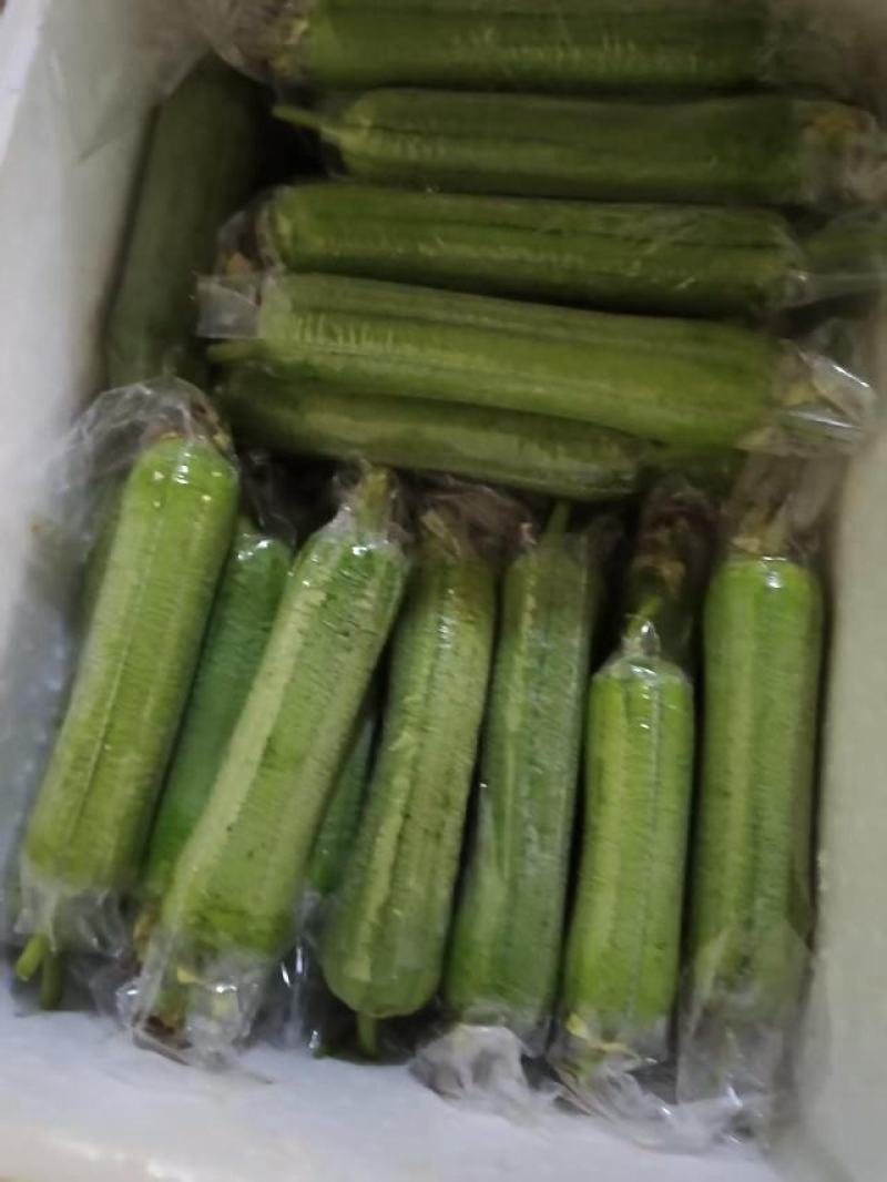 肉丝瓜，线丝瓜，个短，粗，嫩