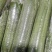 肉丝瓜，线丝瓜，个短，粗，嫩
