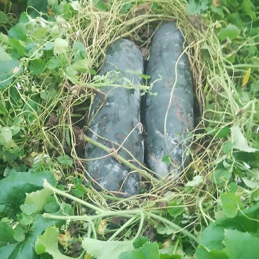 黑皮冬瓜