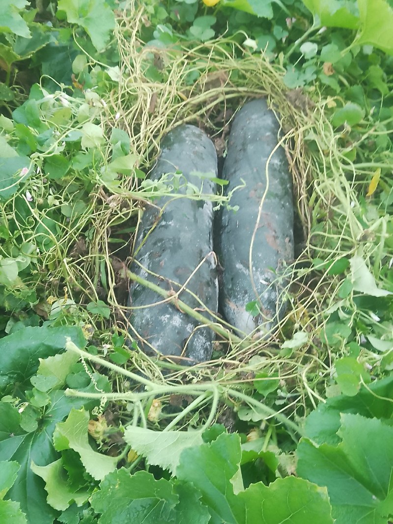黑皮冬瓜