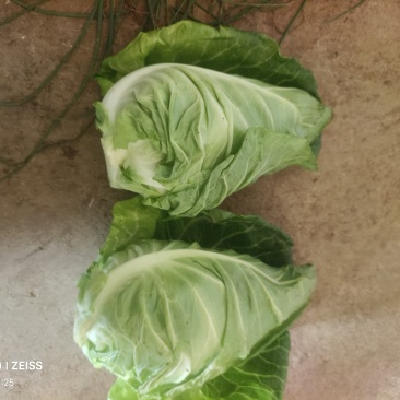 自产自销，上海市，云南省，牛心菜，牛心甘蓝，产地直发