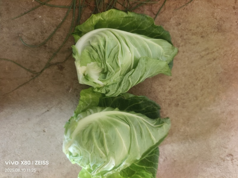 自产自销，上海市，云南省，牛心菜，牛心甘蓝，产地直发