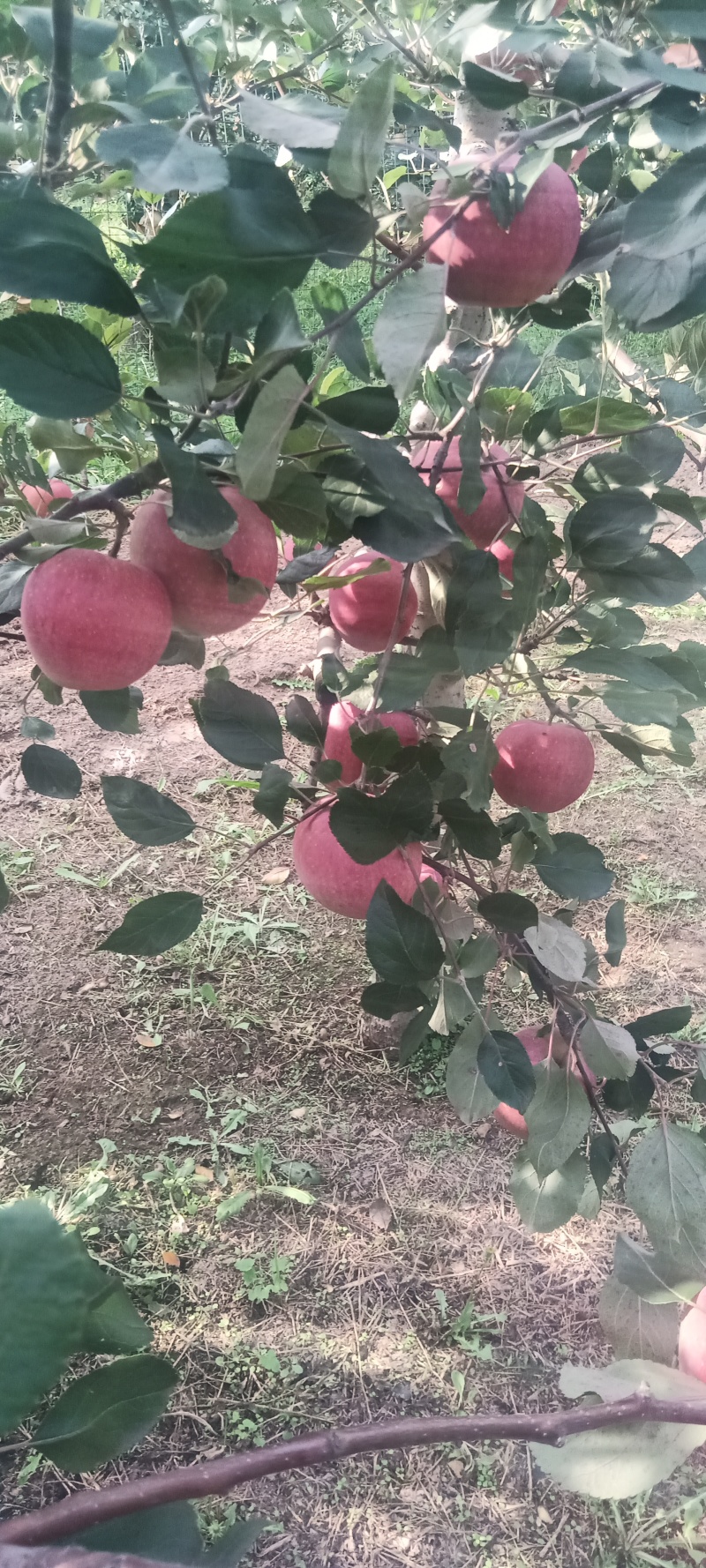 红色之爱苹果