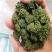 云南文山正宗三七花批发级四年田七干花泡