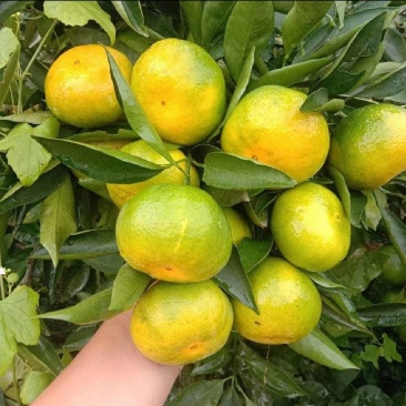蜜橘早熟蜜橘高山蜜橘质量保证全国发货