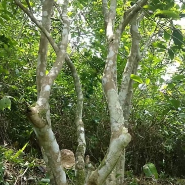 生态茶