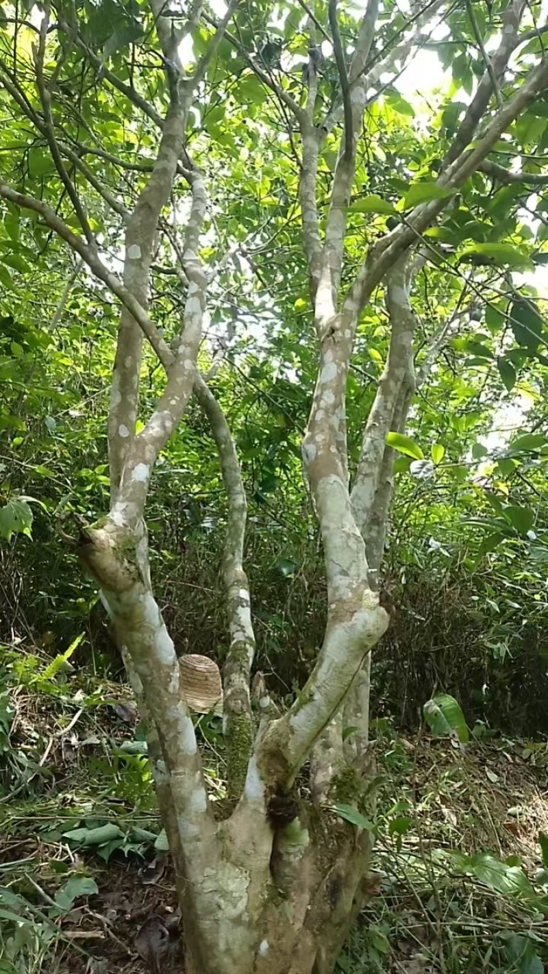 生态茶