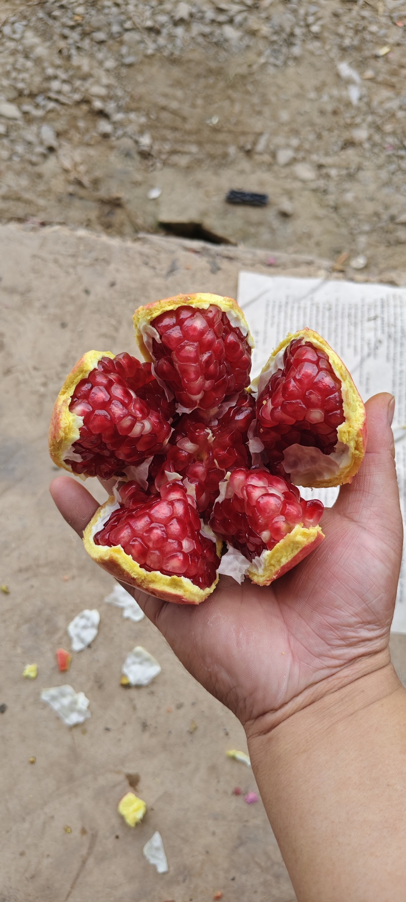 突尼斯软籽石榴