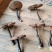 人工林下种植灵芝