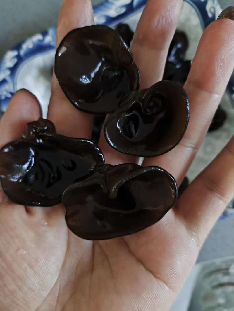 东北碗耳，秋耳，黑木耳批发一件代发，大量有货源头工厂。