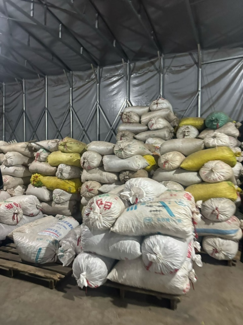 电商专用1250颗粒地产东北松子大量现货坚果源头