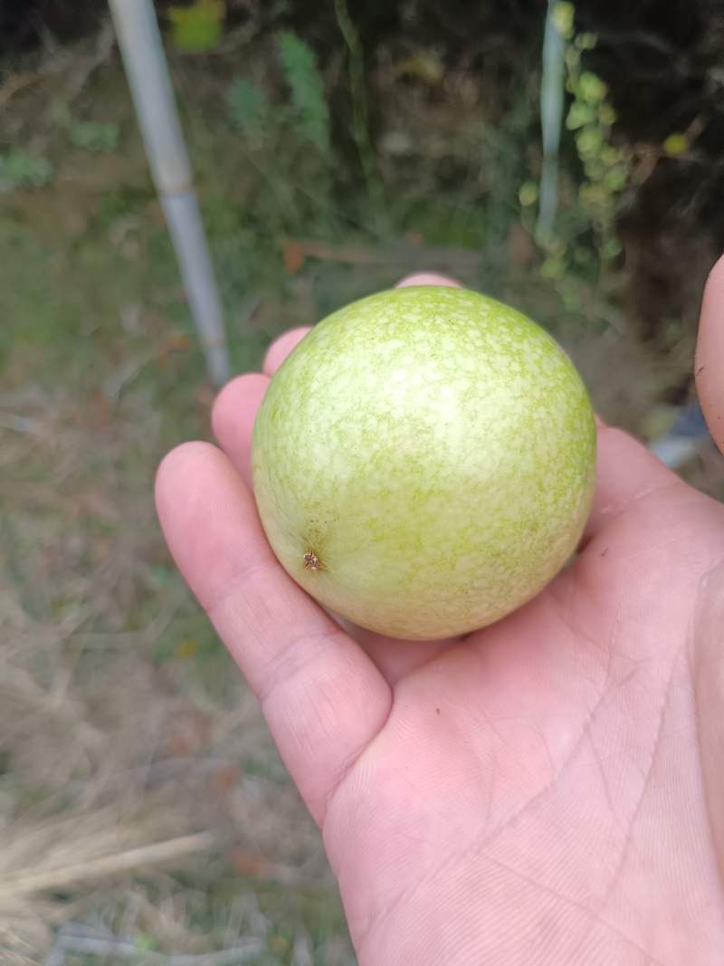 广西桂林钦密黄金百香果产地供货质量保证