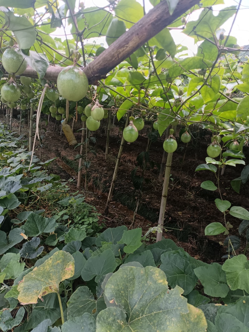 广西桂林钦密黄金百香果产地供货质量保证
