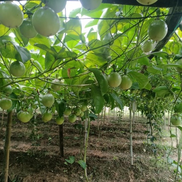 广西桂林钦密黄金百香果产地供货质量保证