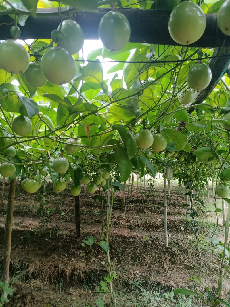 广西桂林钦密黄金百香果产地供货质量保证