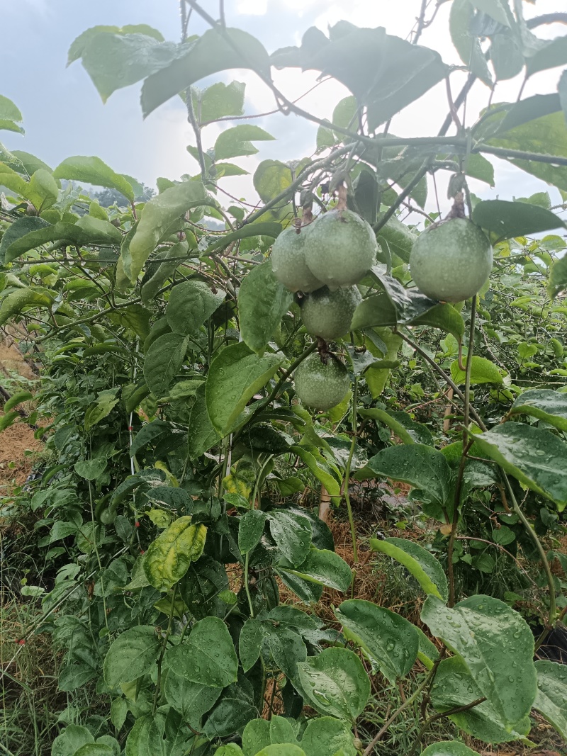 广西桂林钦密黄金百香果产地供货质量保证