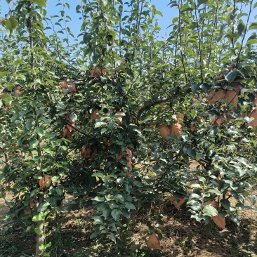 山农酥梨