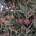 蜜桃，离核，脆甜爽口，无苦味，
