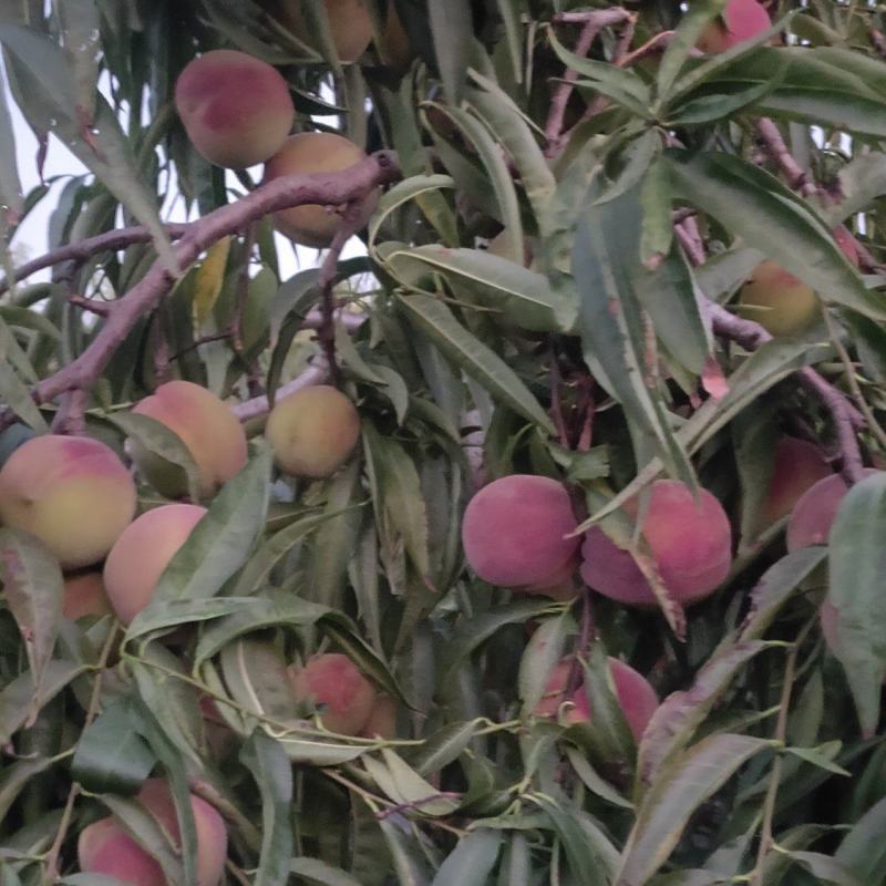 蜜桃，离核，脆甜爽口，无苦味，