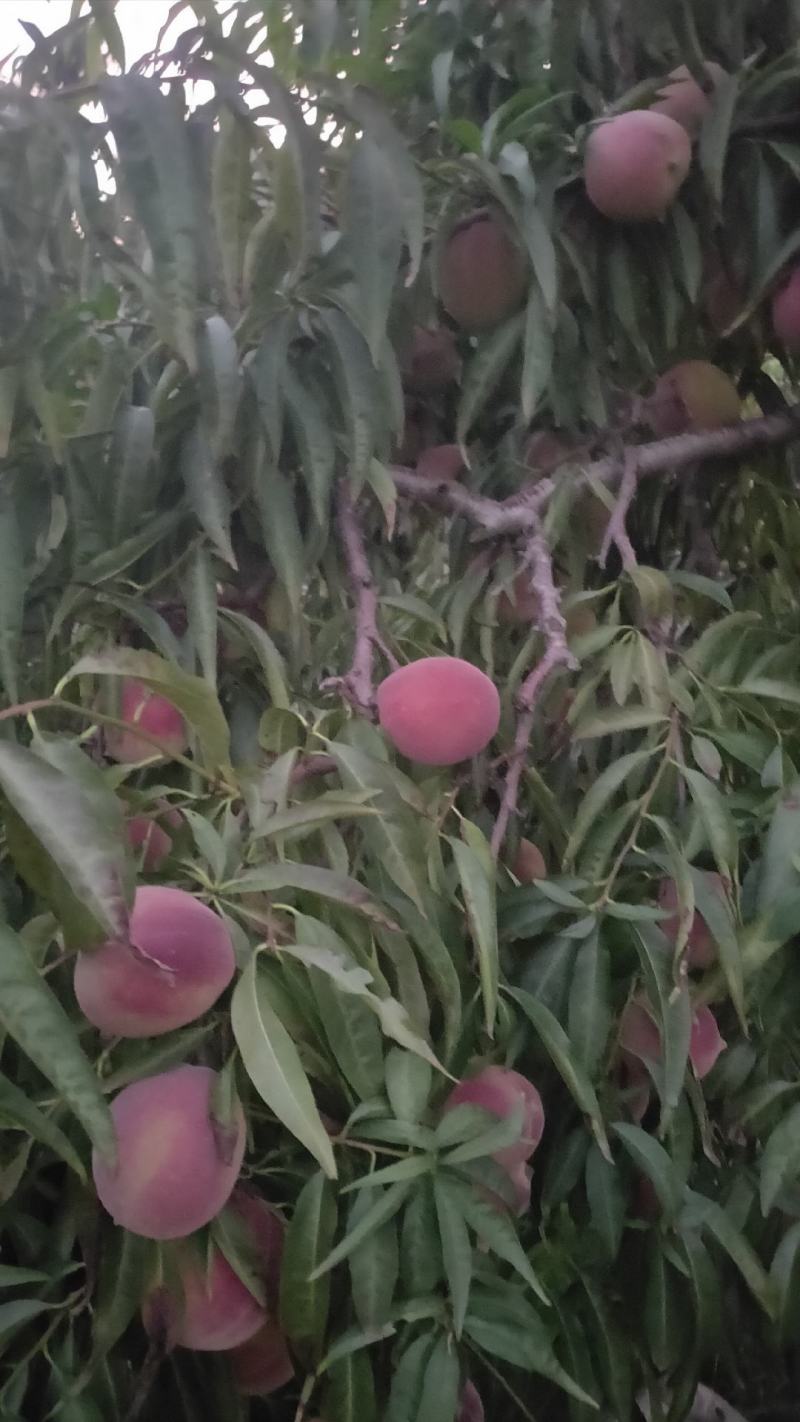 蜜桃，离核，脆甜爽口，无苦味，
