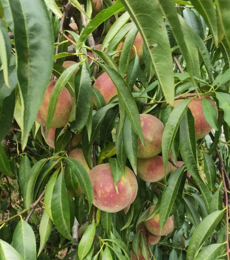 蜜桃，离核，脆甜爽口，无苦味，