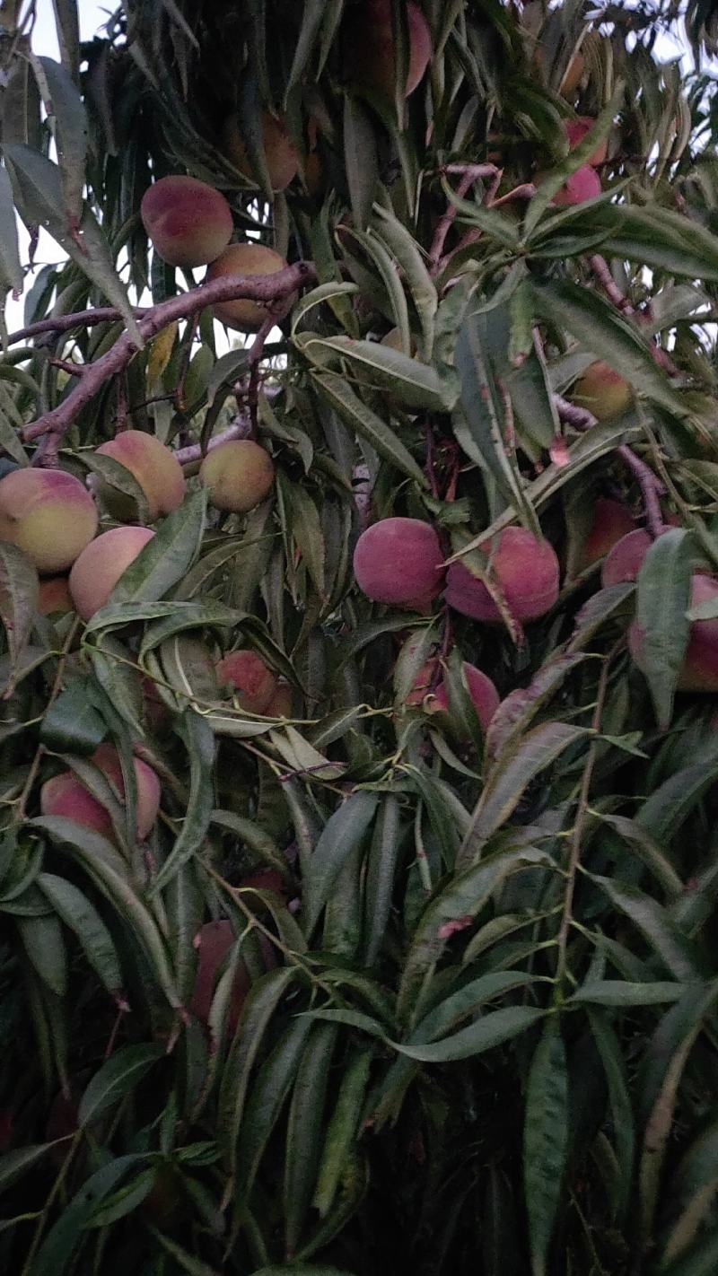 蜜桃，离核，脆甜爽口，无苦味，