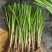 今年的新韭菜根下来了，需要的老板联系