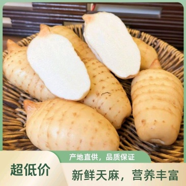 夷陵天麻