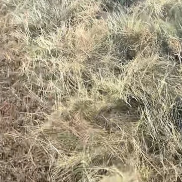 锡林浩特东乌旗边防纯碱草，方捆80斤左右